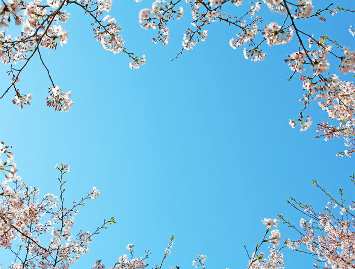 <h1>Het begon allemaal tijdens een reis naar Japan...</h1>